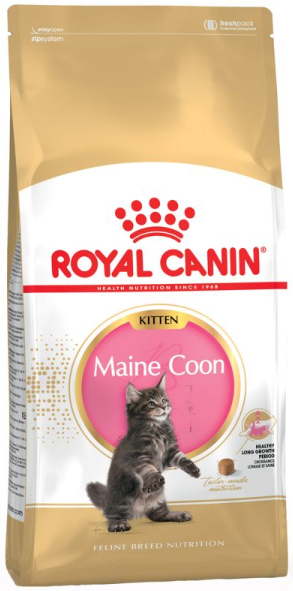 ROYAL CANIN Maine Coon Kitten          : ,   ( 15 ) 